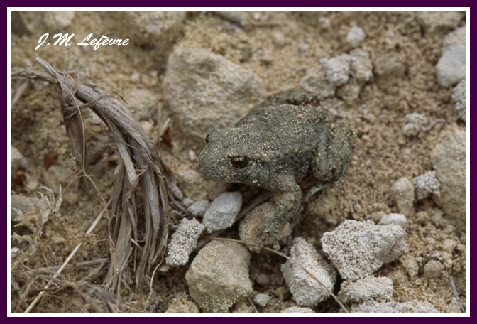 crapaud accoucheur (Alytes obstetricans)