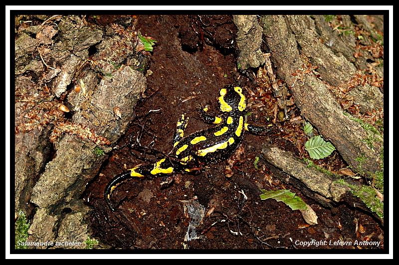 salamandre terrestre (Salamandra salamandra).jpg