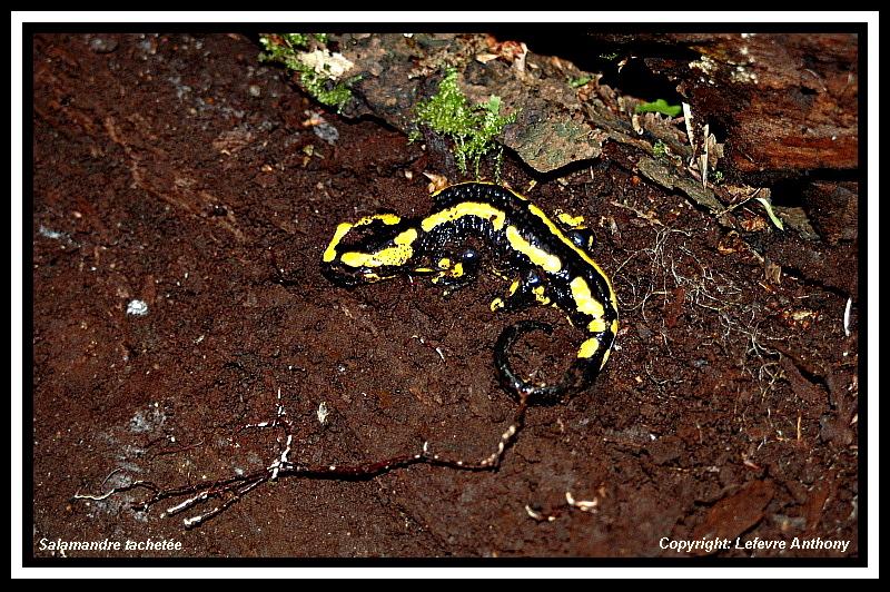 salamandre terrestre (Salamandra salamandra) 2.jpg