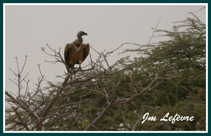 Gyps africanus (vautour africain).jpg