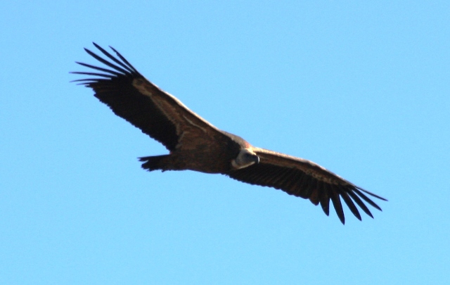 Gyps fulvus (vautour fauve).jpg