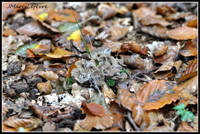 Chanterelle cendrée (Cantharellus cinereus).jpg