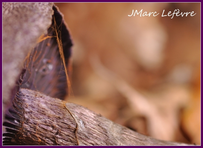 Cortinaire violet (Cortinarius violaceus) 3