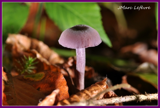 Laccaire améthyste (Laccaria amethystina).jpg