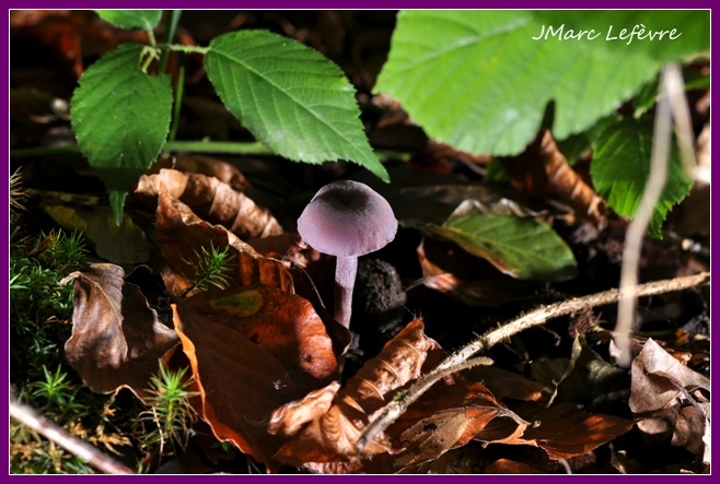 Laccaire améthyste (Laccaria amethystina) 2