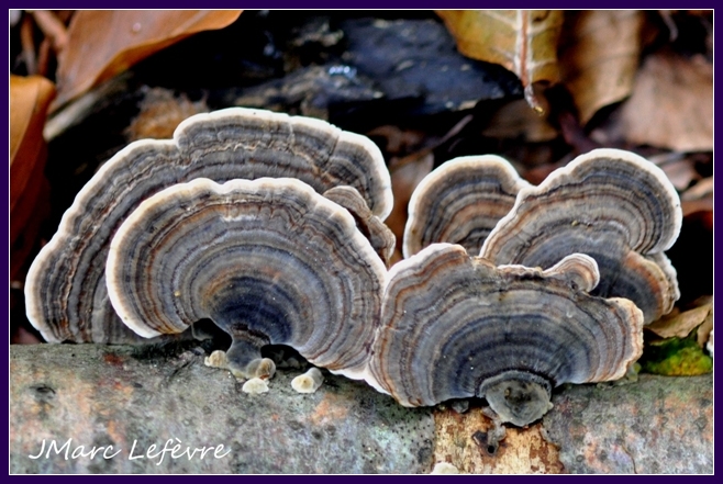 Polypore versicolore (Trametes versicolor) 2.jpg
