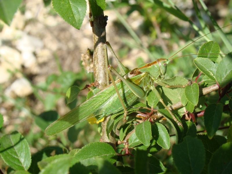 Tettigonia viridissima mâle adulte.jpg