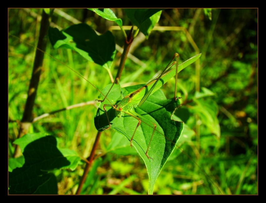 Phaneroptera sp