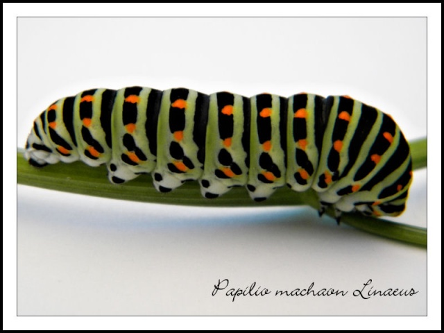 Papilio machaon linaeus chenille.jpg