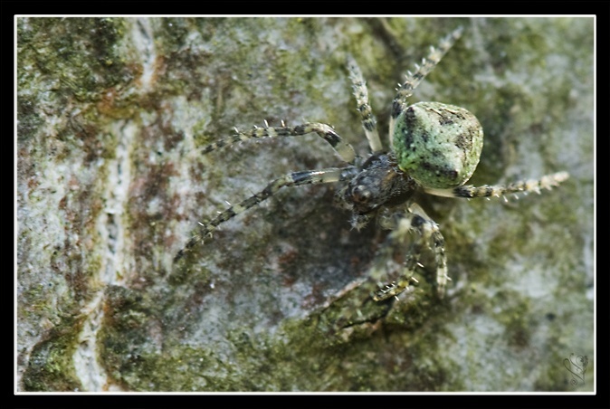 arachnide lichen sp.jpg