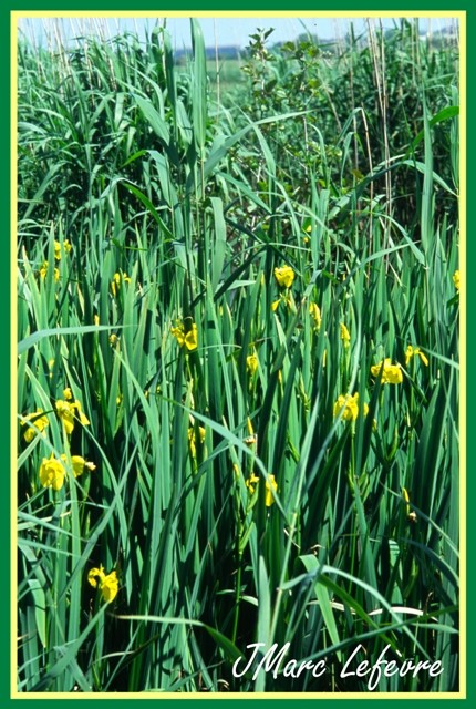 Iris pseudacorus (L'iris des marais)