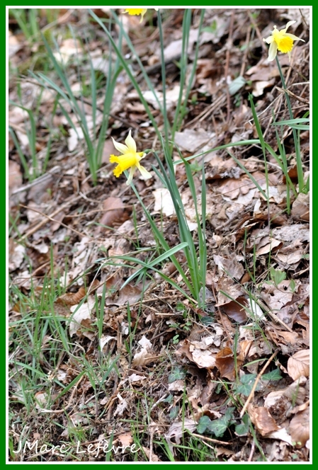 Narcissus pseudonarcissus (narcisse jaune) 3