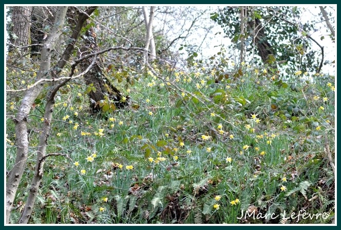 Narcissus pseudonarcissus (narcisse jaune) 2.jpg