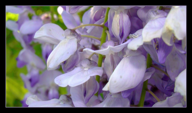 Glycine violette.jpg