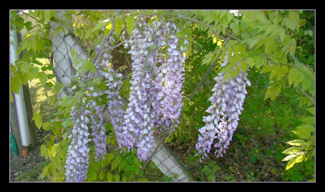 Glycine violette.