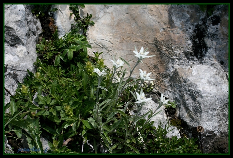 edelweiss 2.jpg
