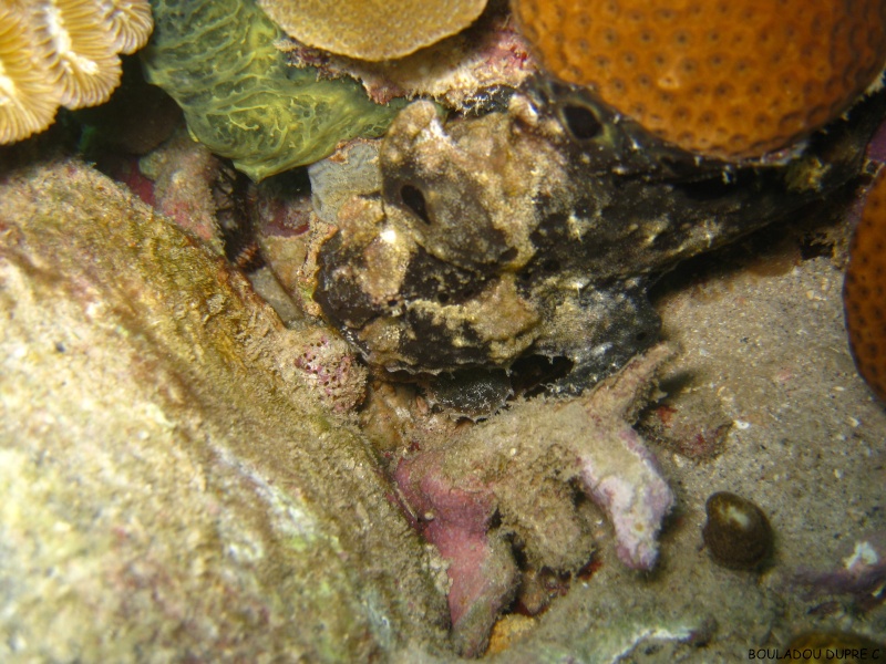Antennarius multiocellatus (poisson crapeau)..jpg