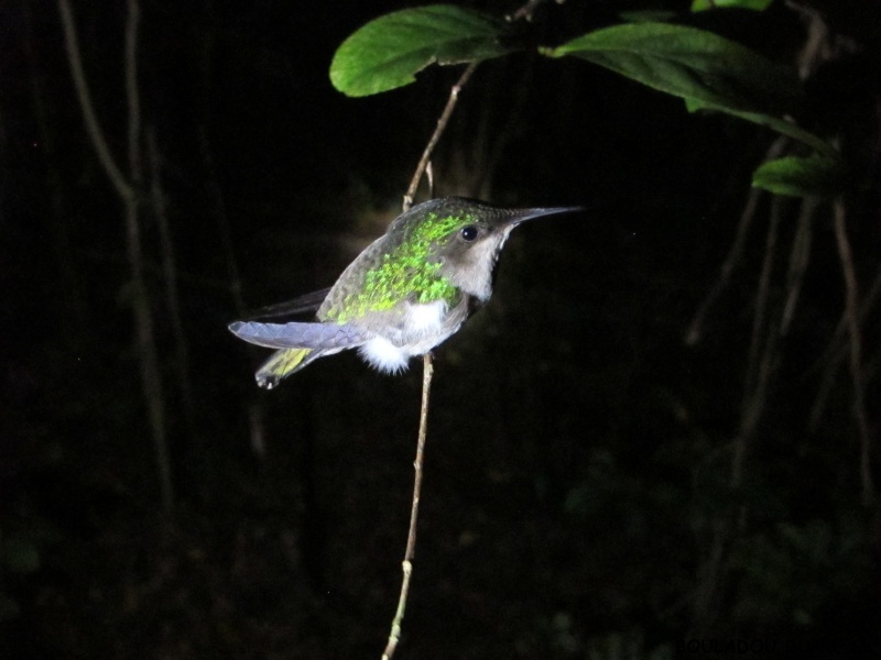 Eulampis sp (colibri).