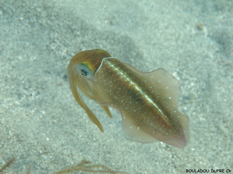 Sepioteuthis sepioidea (calamar de récif)..jpg