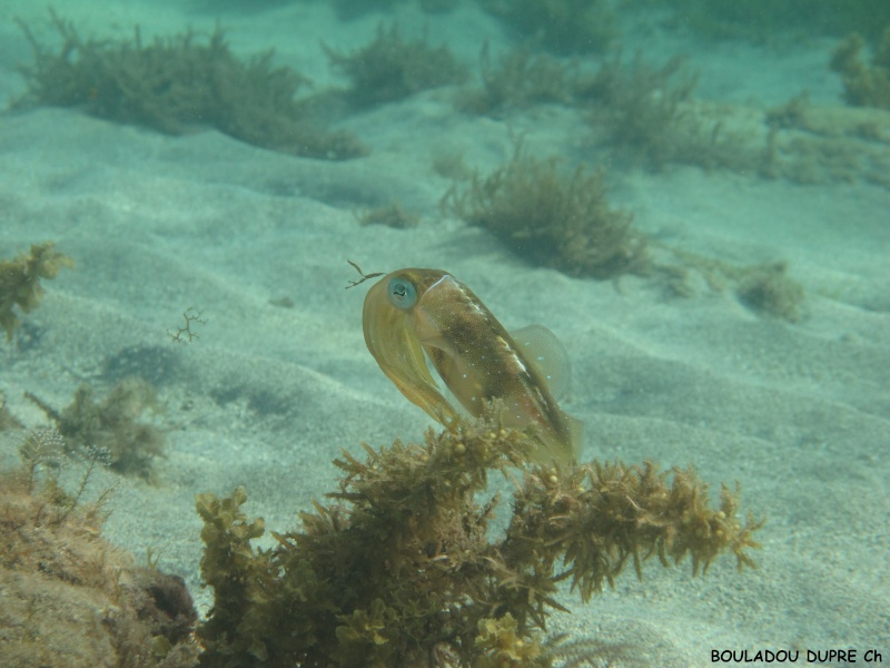 Sepioteuthis sepioidea (calamar de récif).jpg