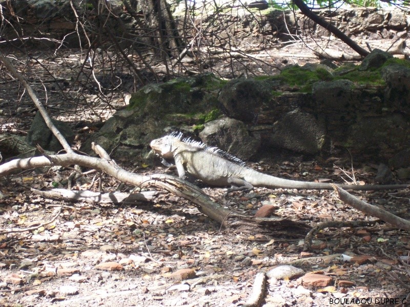 Iguana delicatissima (iguane antillais).
