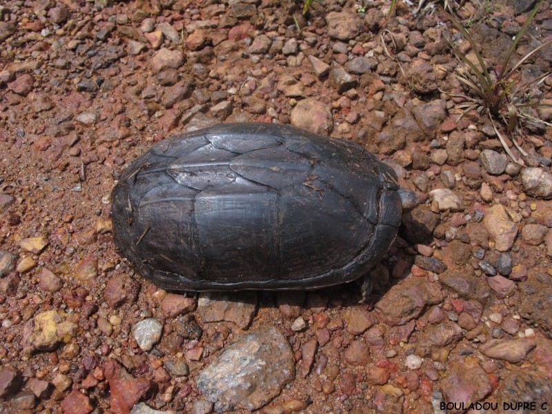Kinosternon scorpioides (tortue scorpion)