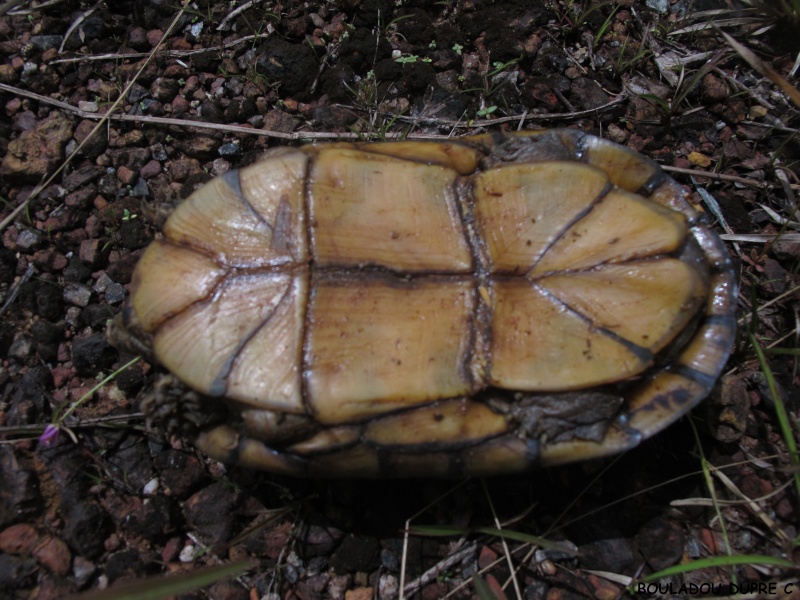 Kinosternon scorpioides (tortue scorpion).