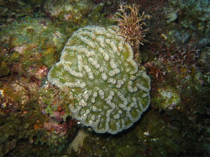 Mycetophyllia lamarckiana (corail cactus)