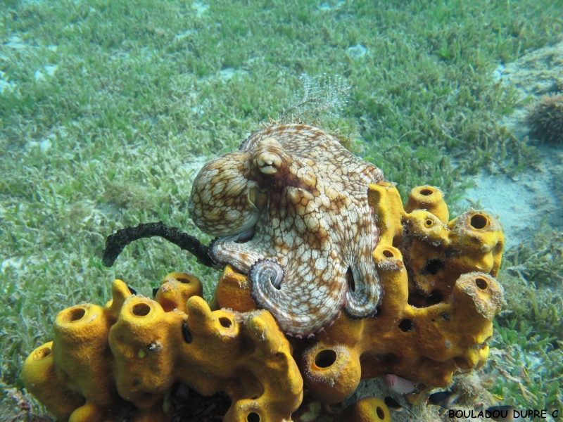 Octopus vulgaris (poulpe).