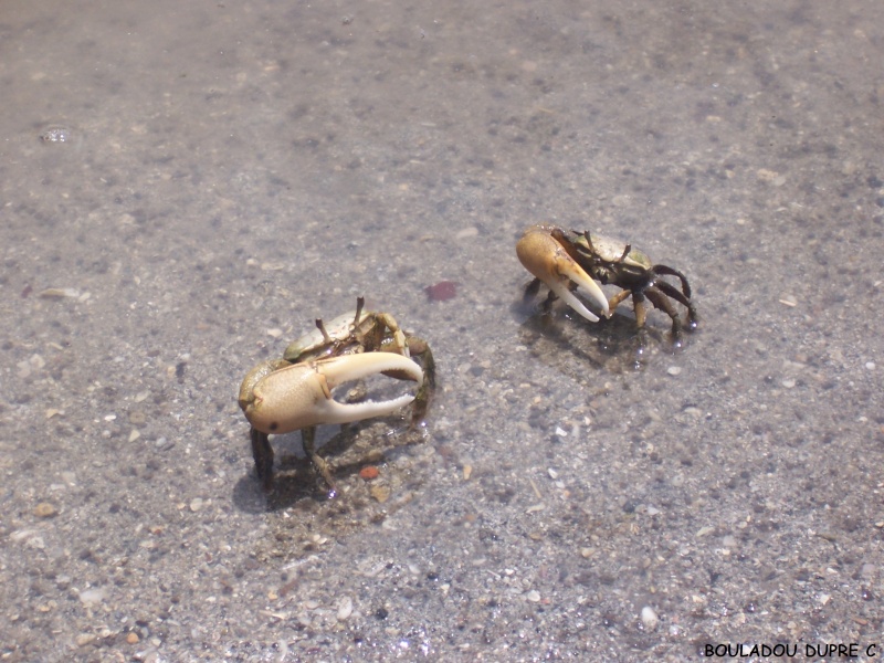 Uca rapax (crabe violoniste).