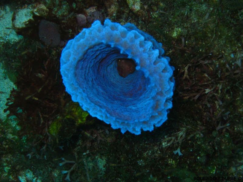 Callyspongia plicifera (éponge fluorescente)