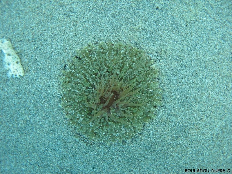 Actinostella flosculifera (anemone carpette)