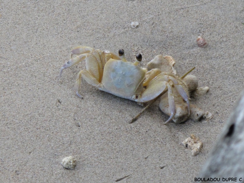 Ocypode quadrata (crabe fantôme)