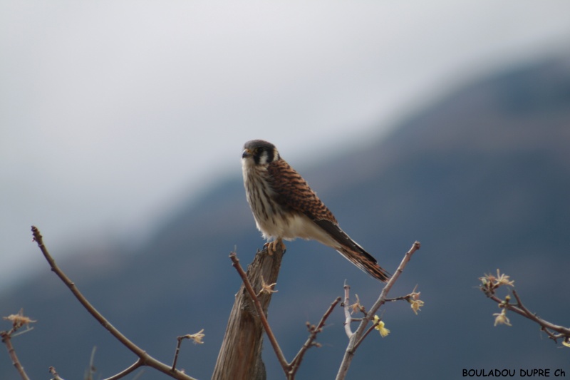 Falco sparverius (crécerelle d amérique)..jpg