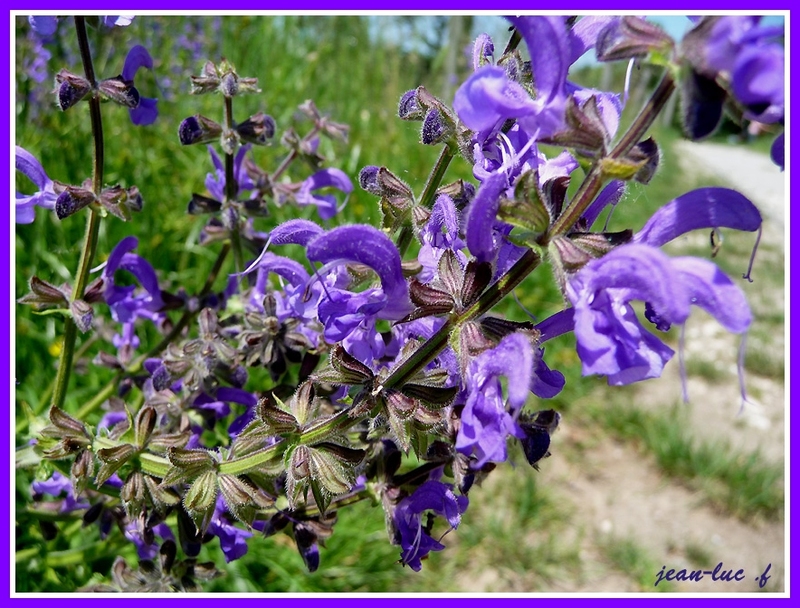 Salvia pratensis (Sauge des prés).