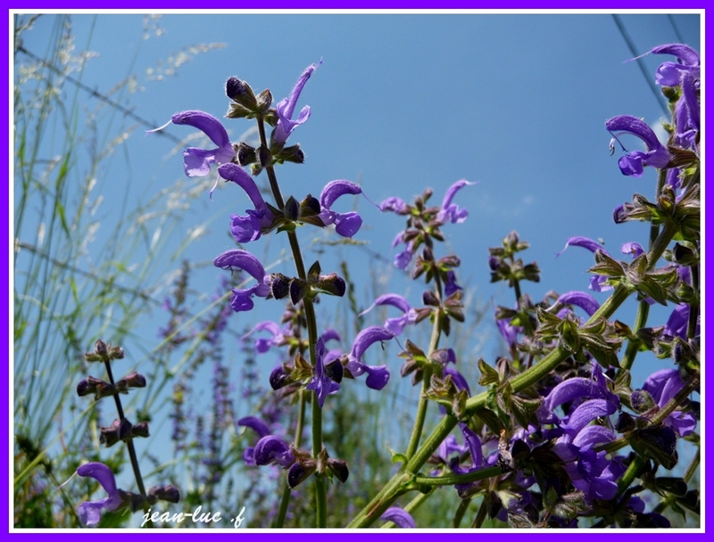 Salvia pratensis (Sauge des prés)..